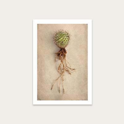 Bombinate.com Succulent Study 6 Art Print Unframed