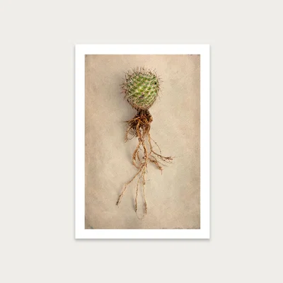 Bombinate.com Succulent Study 6 Art Print Unframed