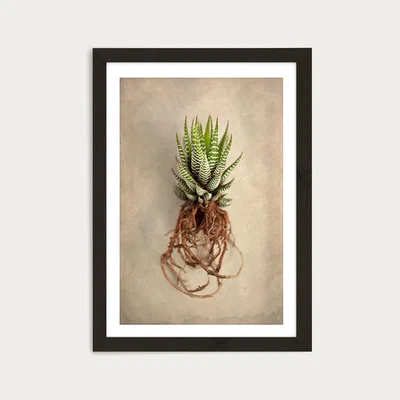 Bombinate.com Succulent Study 1 Art Print Black Frame