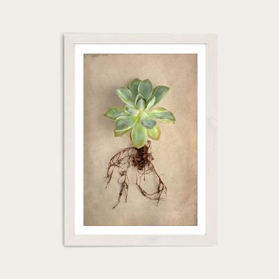 Bombinate.com Succulent Study 5 Art Print White Frame