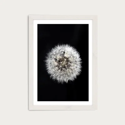 Bombinate.com Black and White Dendelion Art Print White Frame