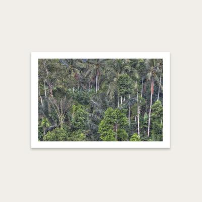Bombinate.com Jungle Art Print Unframed
