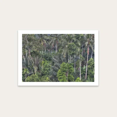 Bombinate.com Jungle Art Print Unframed