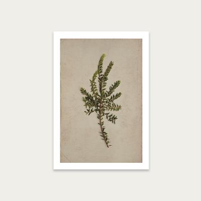 Bombinate.com Fynbos 8 Art Print Unframed