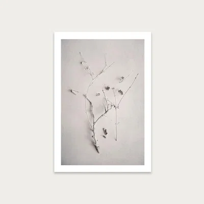Bombinate.com Alabaster Forest 1 Art Print Unframed