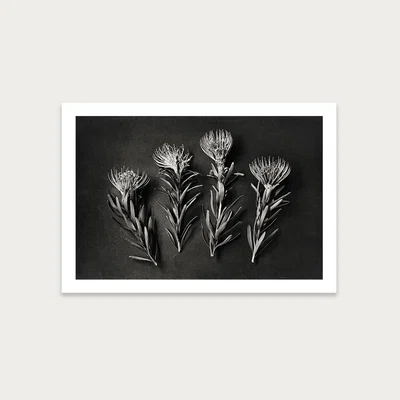 Bombinate.com Monochrome Pins LS 1 Art Print Unframed