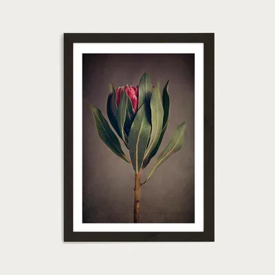 Bombinate.com Red Protea 2 Art Print Black Frame