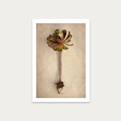 Bombinate.com Succulent Study 7 Art Print Unframed