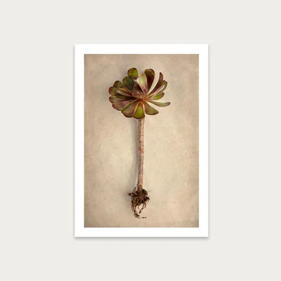 Bombinate.com Succulent Study 7 Art Print Unframed