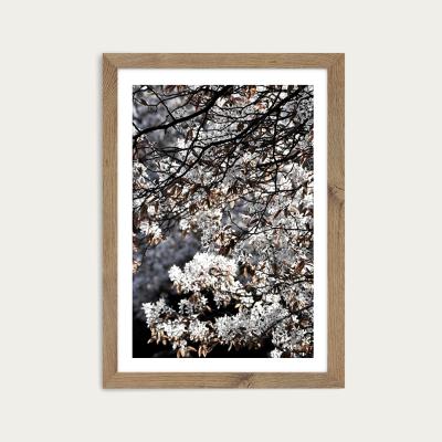 Bombinate.com White Japan Spring Blossoms Art Print Oak Frame