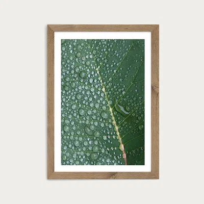 Bombinate.com Morning in the Woods Art Print Oak Frame
