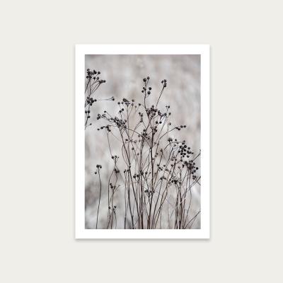 Bombinate.com Flower Buds in the Beige Greige Golden Field 2 Art Print Unframed
