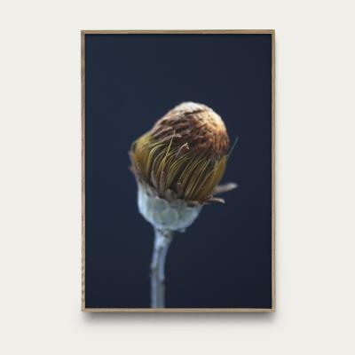 Bombinate.com Flower 3
