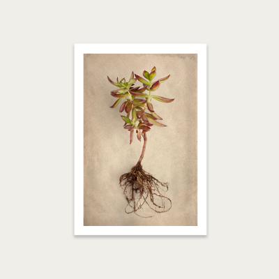Bombinate.com Succulent Study 4 Art Print Unframed