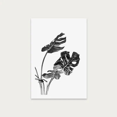 Bombinate.com Monstera Black and White 2 Art Print Unframed