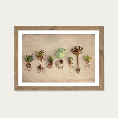 Bombinate.com Succulent Study 9 Art Print Oak Frame
