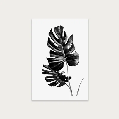 Bombinate.com Monstera Black and White 1 Art Print Unframed