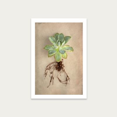 Bombinate.com Succulent Study 5 Art Print Unframed