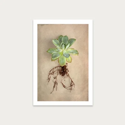 Bombinate.com Succulent Study 5 Art Print Unframed