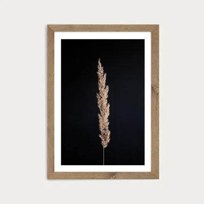 Bombinate.com Minimal Pampas Gras on Black Art Print Oak Frame