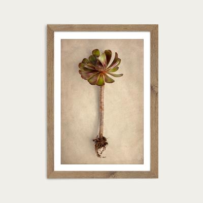 Bombinate.com Succulent Study 7 Art Print Oak Frame