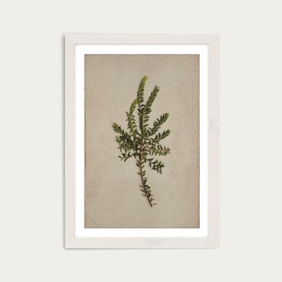 Bombinate.com Fynbos 8 Art Print White Frame