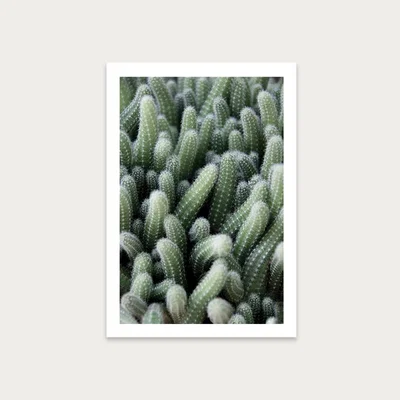 Bombinate.com Green Cactus Garden Art Print Unframed
