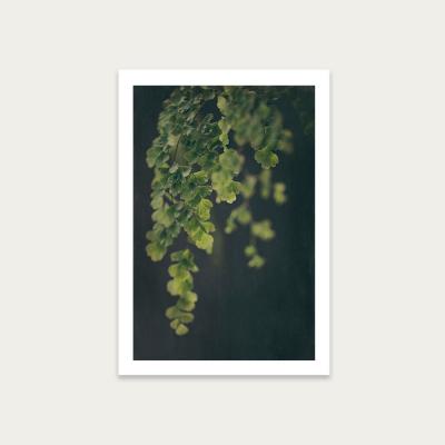 Bombinate.com Dark Foliage 1 Art Print Unframed