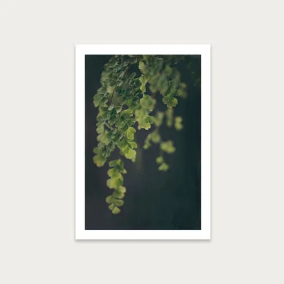 Bombinate.com Dark Foliage 1 Art Print Unframed