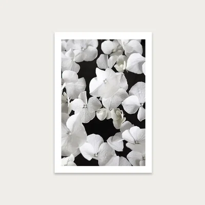 Bombinate.com White Beauty on Black Art Print Unframed