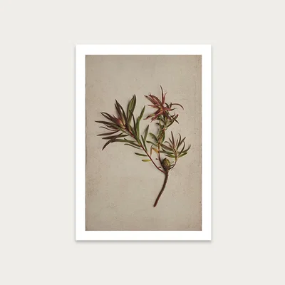 Bombinate.com Fynbos 1 Art Print Unframed