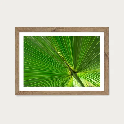 Bombinate.com Fan Palm Leaves 1 Art Print Oak Frame