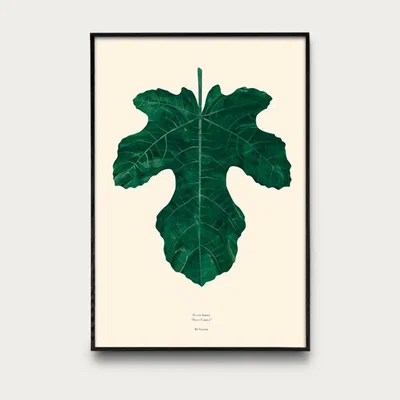 Bombinate.com Ficus Carica