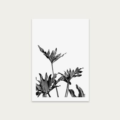 Bombinate.com Monstera Black and White 8 Art Print Unframed