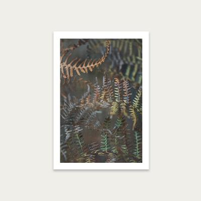 Bombinate.com Earthy Ferns 2 Art Print Unframed