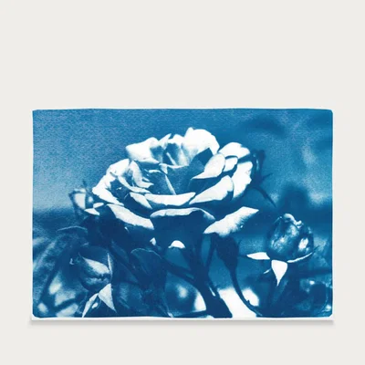 Bombinate.com Blue and White Rose Handmade Cyanotype Art Print