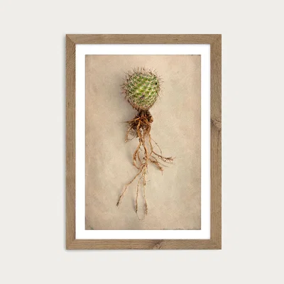 Bombinate.com Succulent Study 6 Art Print Oak Frame