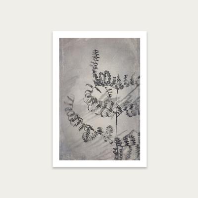 Bombinate.com Shadowplay 2 Art Print Unframed