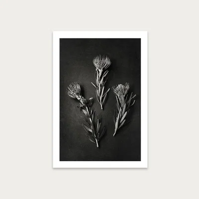 Bombinate.com Monochrome Pins 1 Art Print Unframed