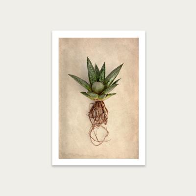 Bombinate.com Succulent Study 2 Art Print Unframed