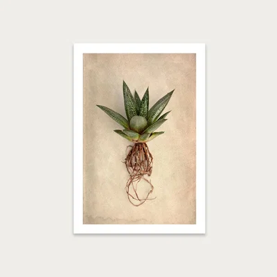 Bombinate.com Succulent Study 2 Art Print Unframed