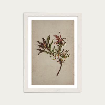 Bombinate.com Fynbos 1 Art Print White Frame