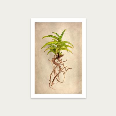Bombinate.com Succulent Study 3 Art Print Unframed