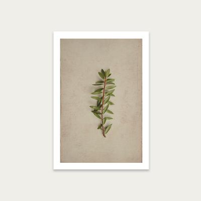 Bombinate.com Fynbos 7 Art Print Unframed