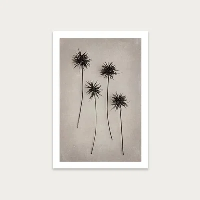Bombinate.com Art Forms in Nature 4 Art Print Unframed