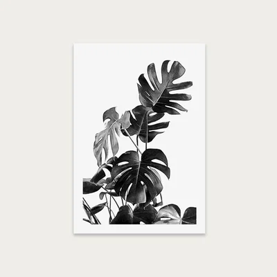 Bombinate.com Monstera Black and White 9 Art Print Unframed