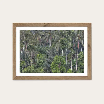 Bombinate.com Jungle Art Print Oak Frame