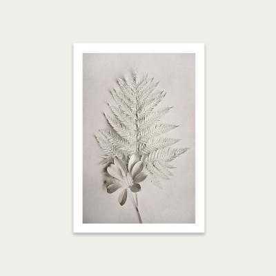 Bombinate.com Alabaster Forest 4 Art Print Unframed
