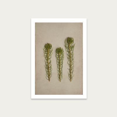 Bombinate.com Fynbos 5 Art Print Unframed