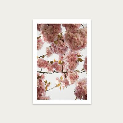 Bombinate.com Blush Spring Art Print Unframed